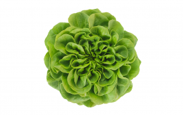 Simply Fresh Green Butter Head Lettuce   Box  1 pcs